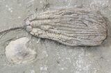 Cydrocrinus Crinoid Fossil - Indiana #42988-1